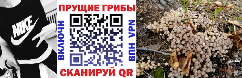 купить наркотик  кракен ссылки  Псилоцибиновые грибы Psilocybe  Велиж 
